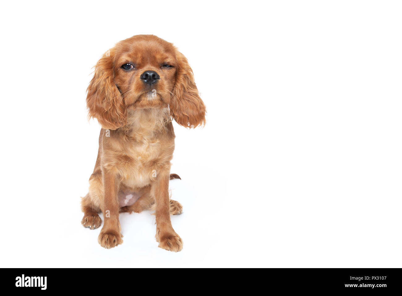 Cute dog with funny face, cavalier spaniel puppy, isolated on white background Stock Photo