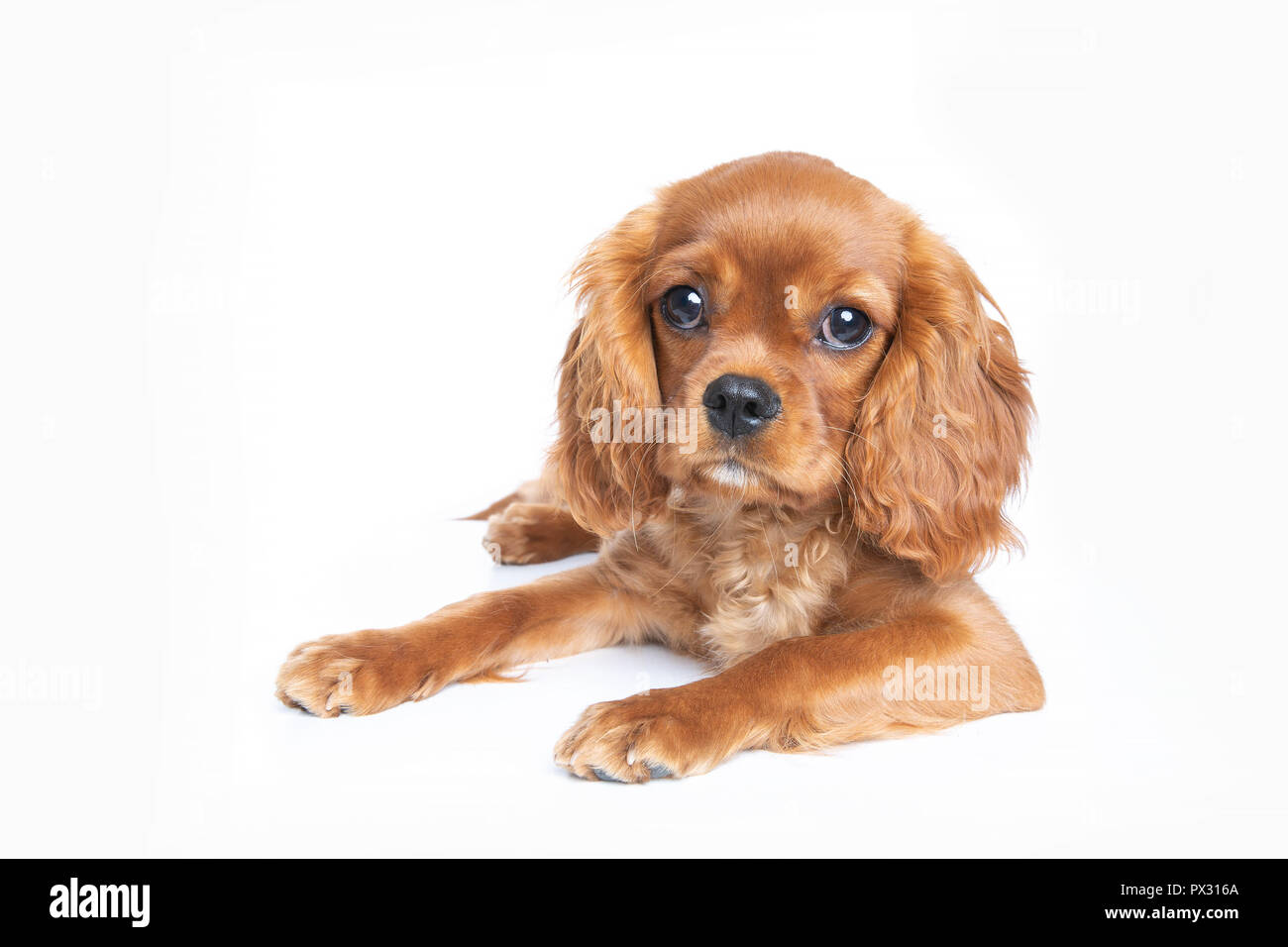 Puppy of cavalier spaniel isolated on white background Stock Photo