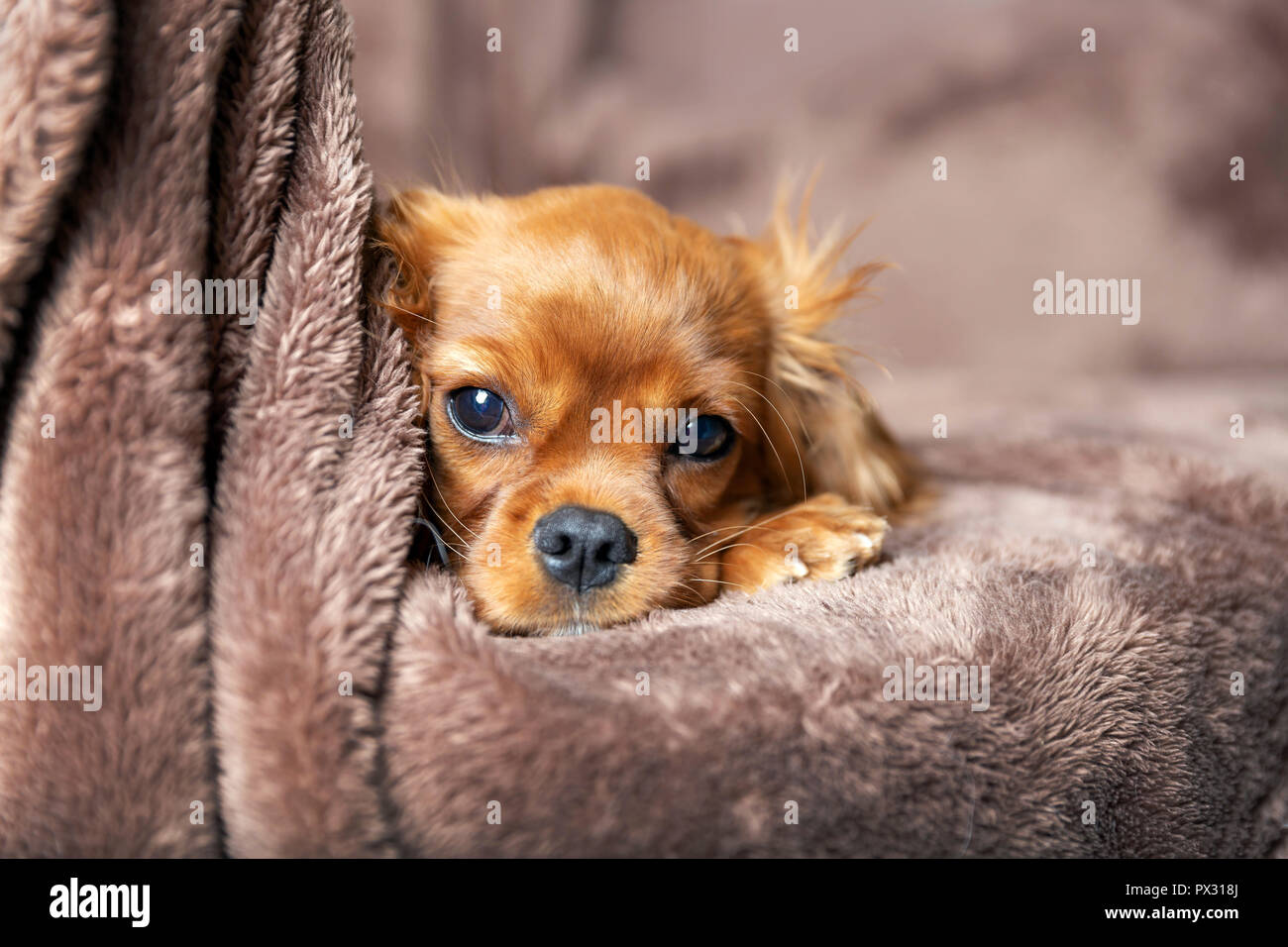 Cute puppy lying on the warm blanket Stock Photo