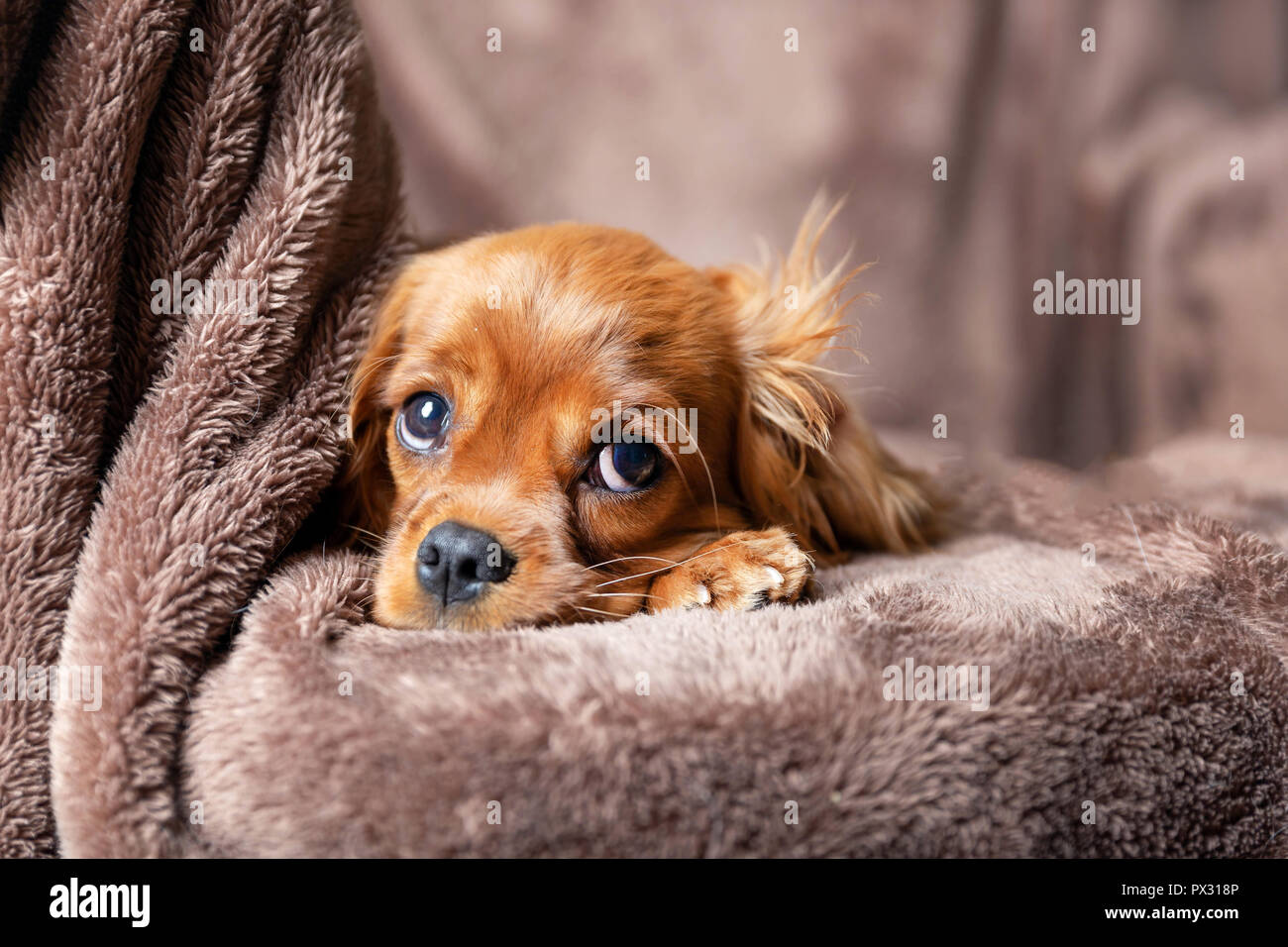 Cute puppy lying on the warm blanket Stock Photo