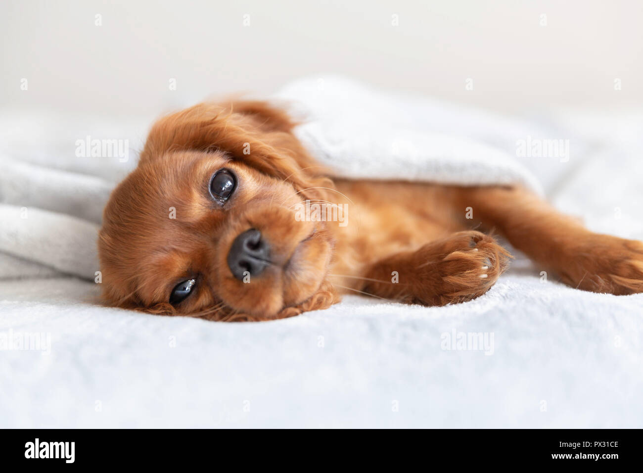 Cute puppy relaxing under the soft blanket Stock Photo
