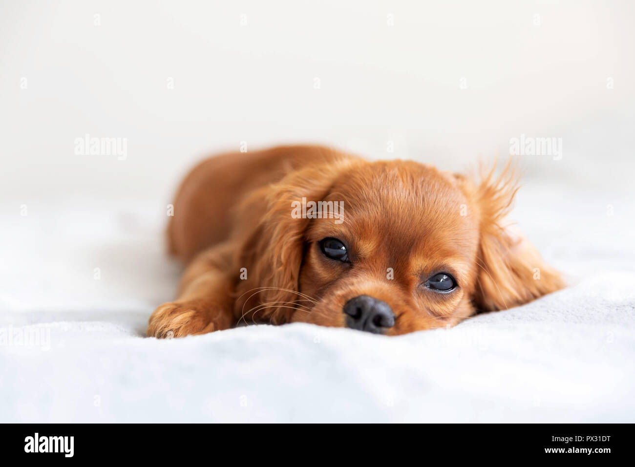 Cute puppy relaxing on the soft blanket Stock Photo