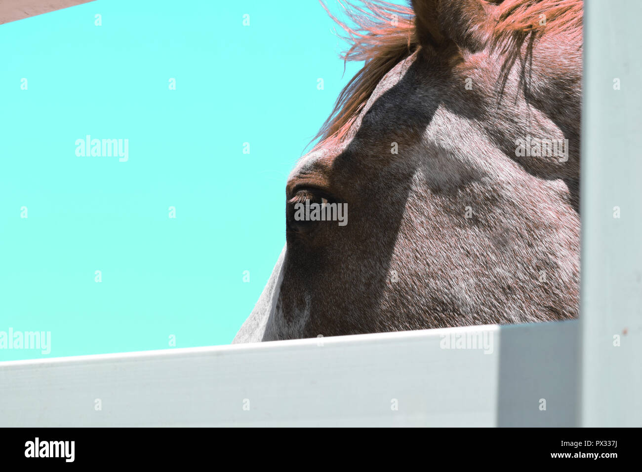 Partial Horse Close Up in the Sun Stock Photo