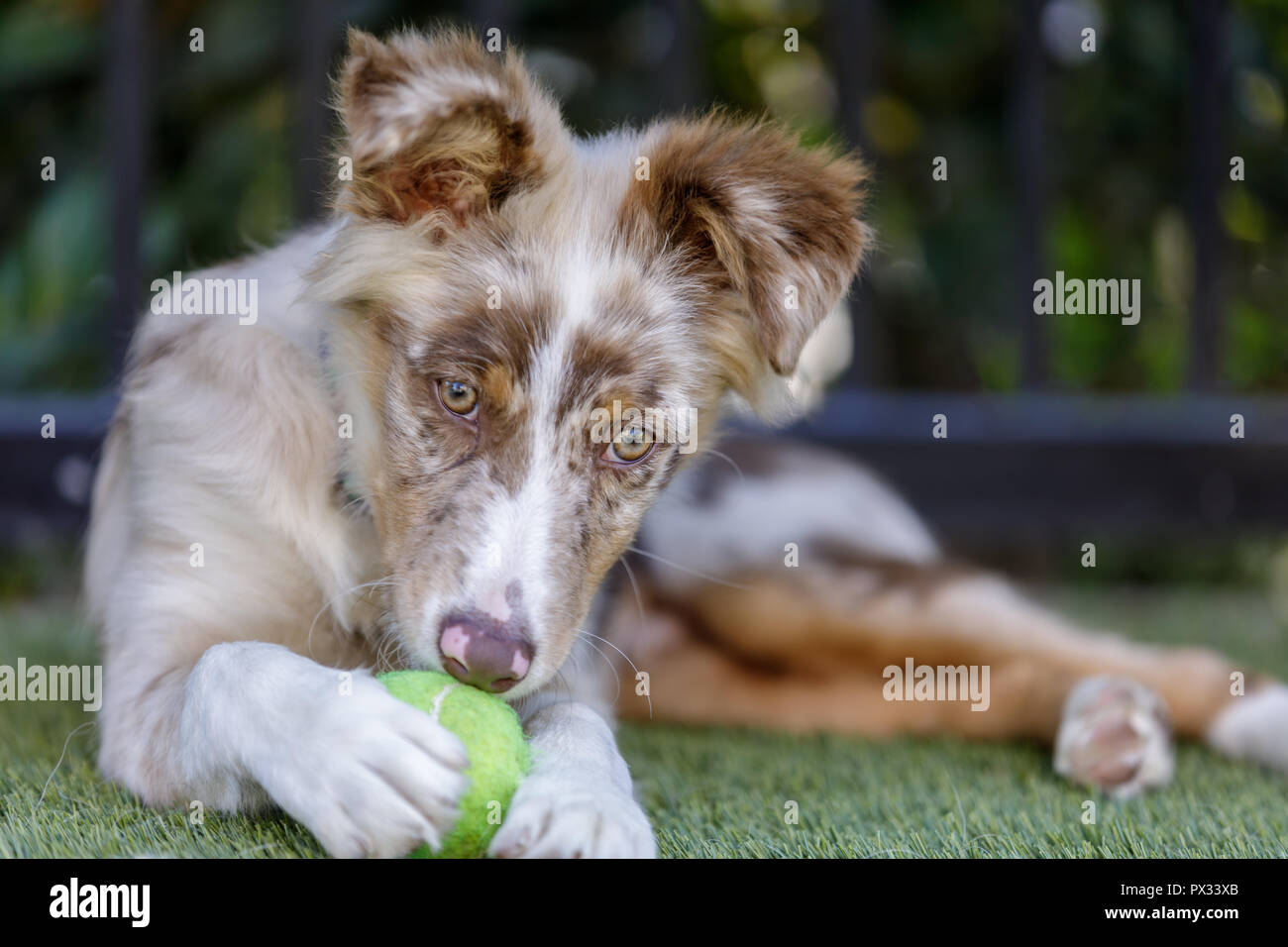 Red Merle Australian Shepherd Puppy playing with tennis ball. Stock Photo