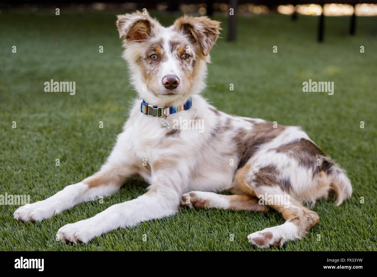 Red Merle Australian Shepherd Puppy lying down and looking at camera. Stock Photo