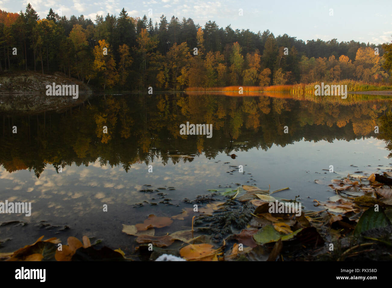 Autumn colored trees reflected in a forest lake. Fallen leaves in the foreground. Stock Photo