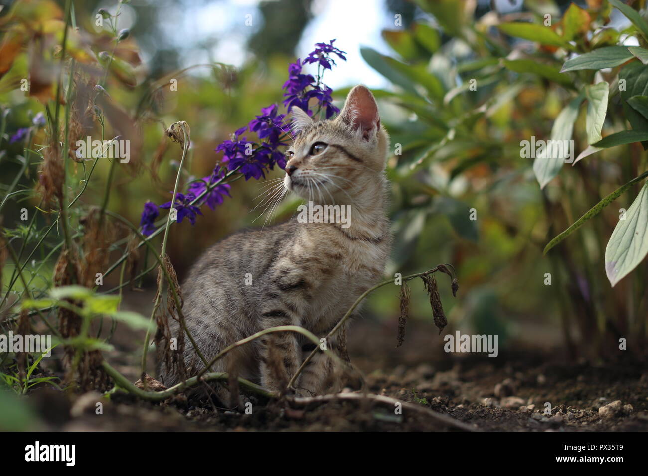 cat playing in green grass in spring in the garden Stock Photo - Alamy