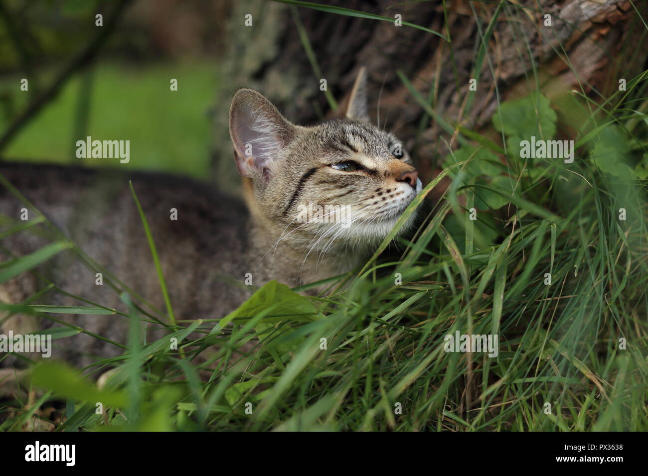 cat playing in green grass in spring in the garden Stock Photo - Alamy