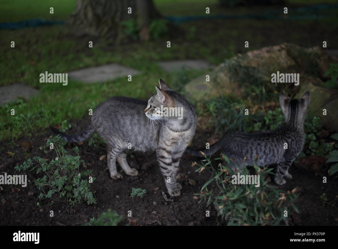 cat playing in green grass in spring in the garden Stock Photo - Alamy