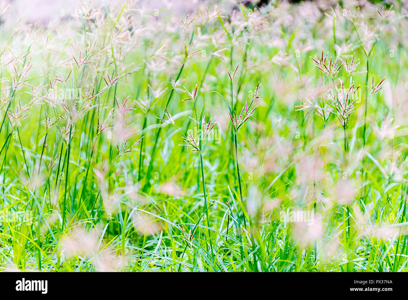 Nature Creates Beautiful Things Flowering Grass On This World For A Long Time Fly To The Wind In The Morning Sunlight Bright Green People Wanted E Stock Photo Alamy Nature Creates Beautiful Things Flowering Grass On This World For A Long Time Fly To The Wind In The Morning Sunlight Bright Green People Wanted E Stock Photo Alamy