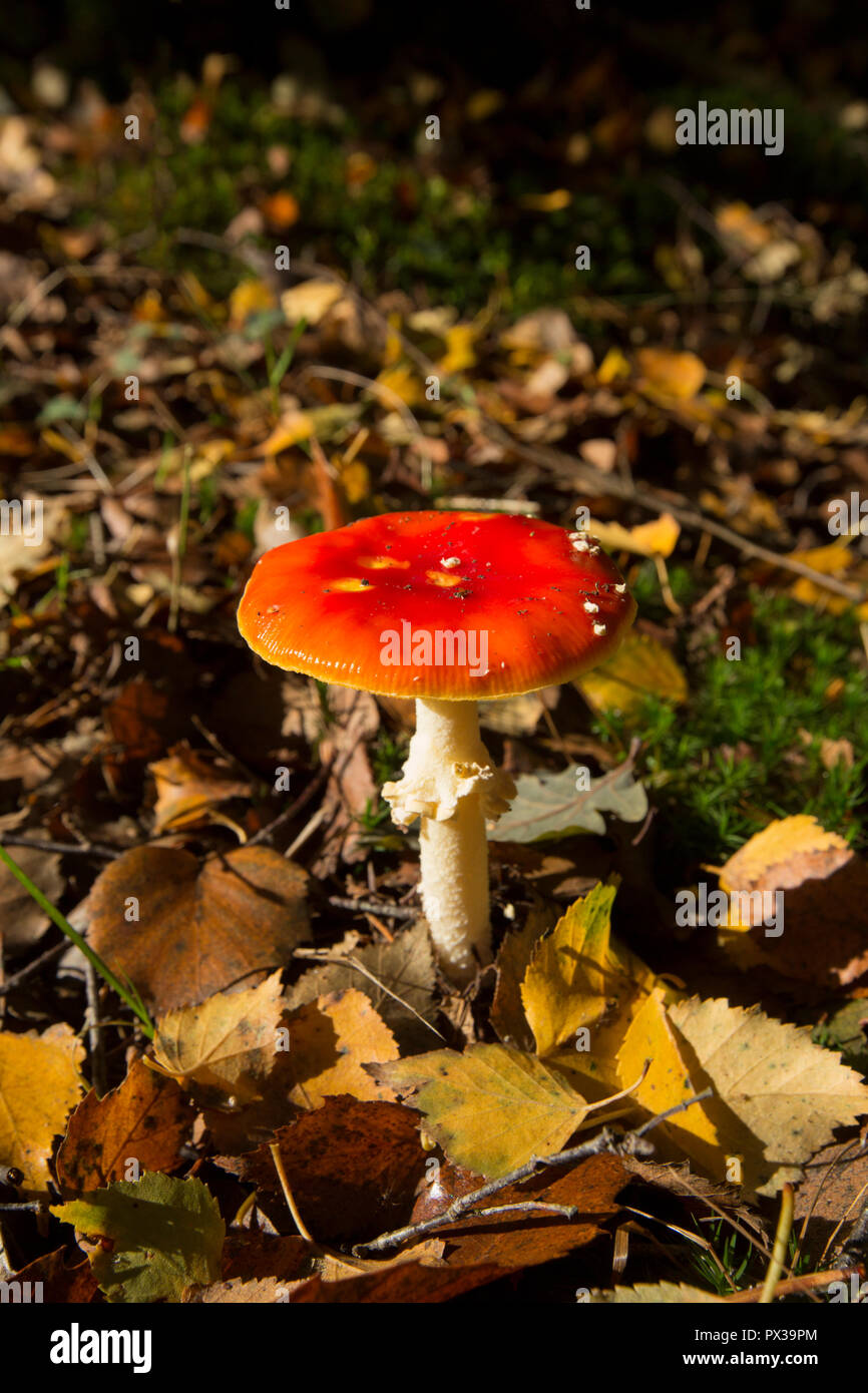 A single Fly agaric toadstool, Amanita muscaria, growing in woodlands in the New Forest Hampshire England UK GB Stock Photo