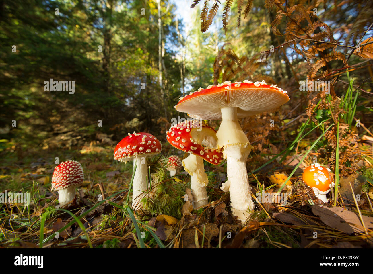 Fly agaric toadstools, Amanita muscaria, growing in woodlands in the New Forest Hampshire England UK GB Stock Photo