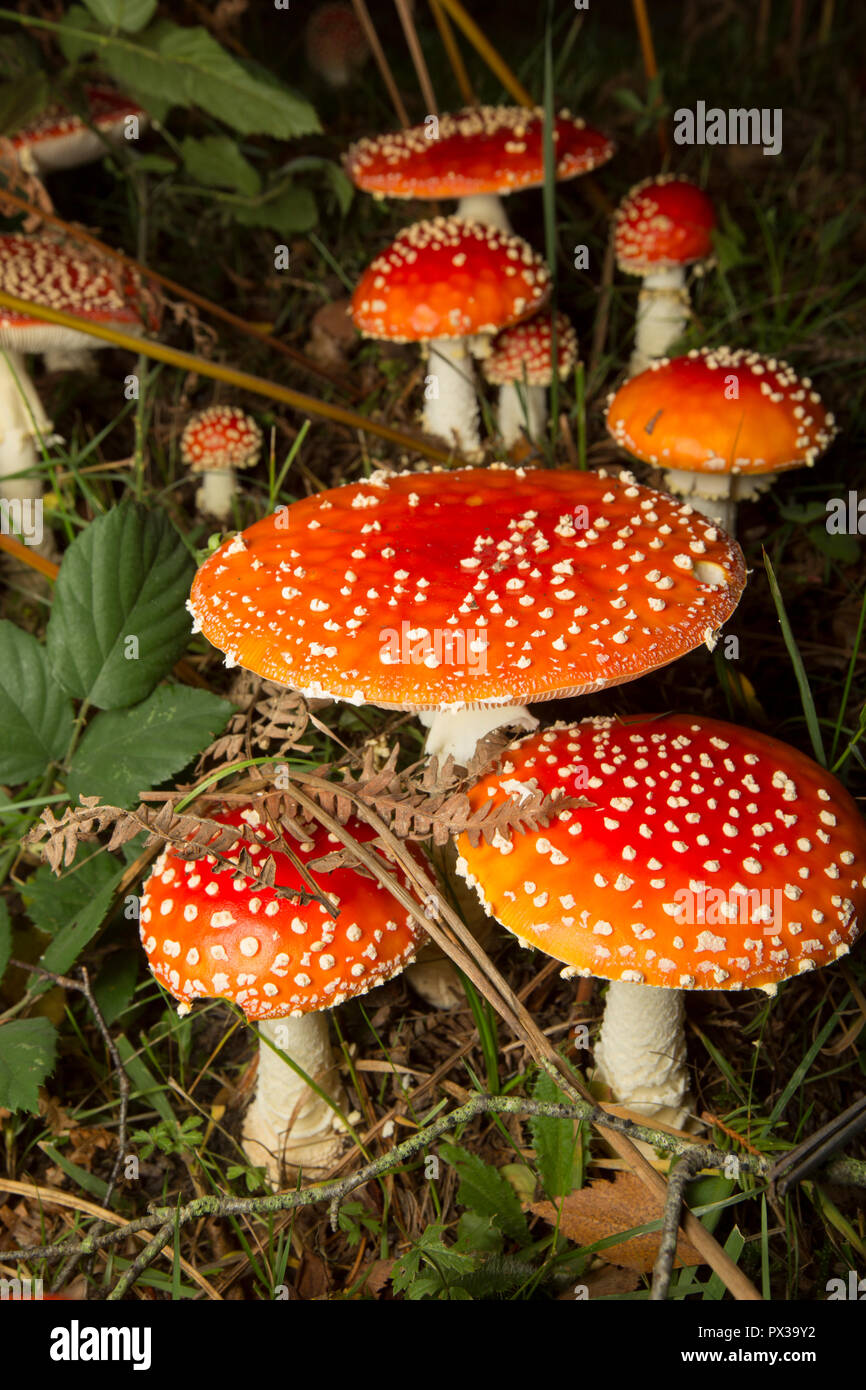 Fly agaric toadstools, Amanita muscaria, growing in woodlands in the New Forest Hampshire England UK GB Stock Photo