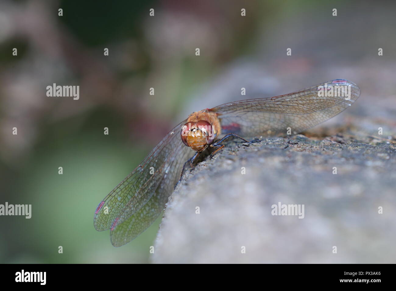 A Common Darter rests on a wooden fence at RSPB Fairburn Igs Stock Photo