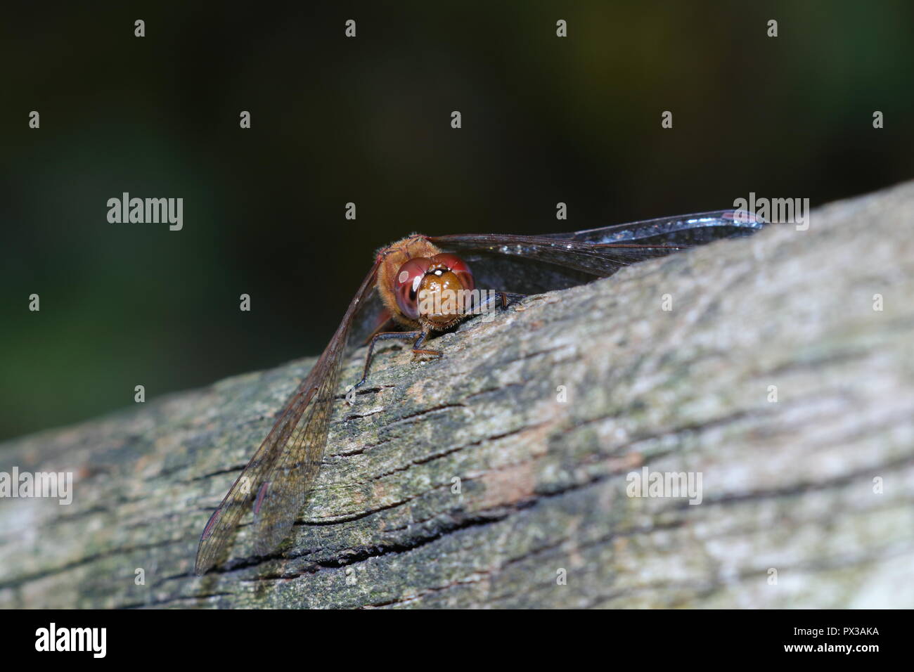 A Common Darter rests on a wooden fence at RSPB Fairburn Igs Stock Photo