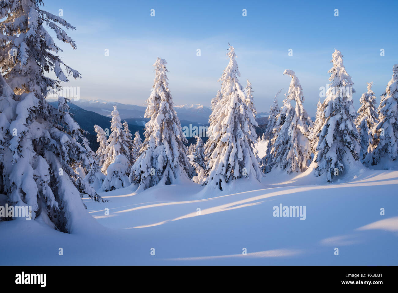 Snow covered fir trees in mountain forest. Winter landscape in sunny ...