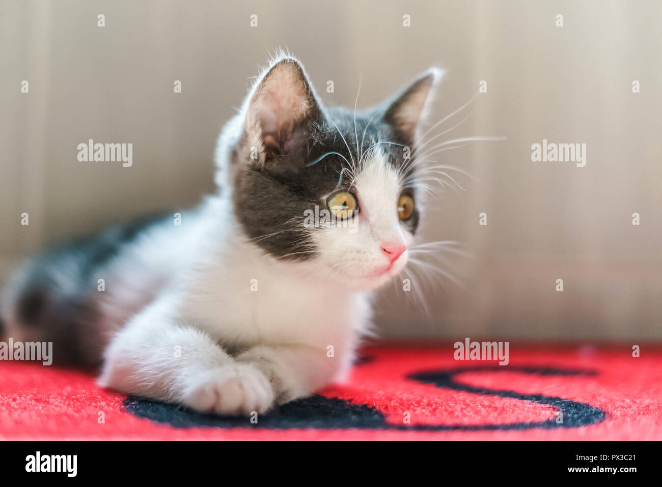 Cute Baby Cat Portrait At Home Stock Photo