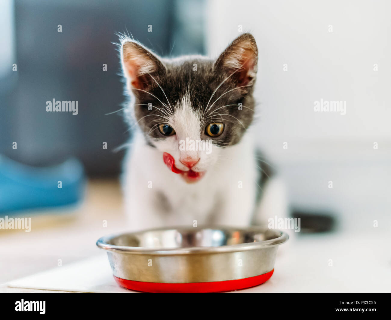 Hungry Cute Baby Cat Eating Stock Photo