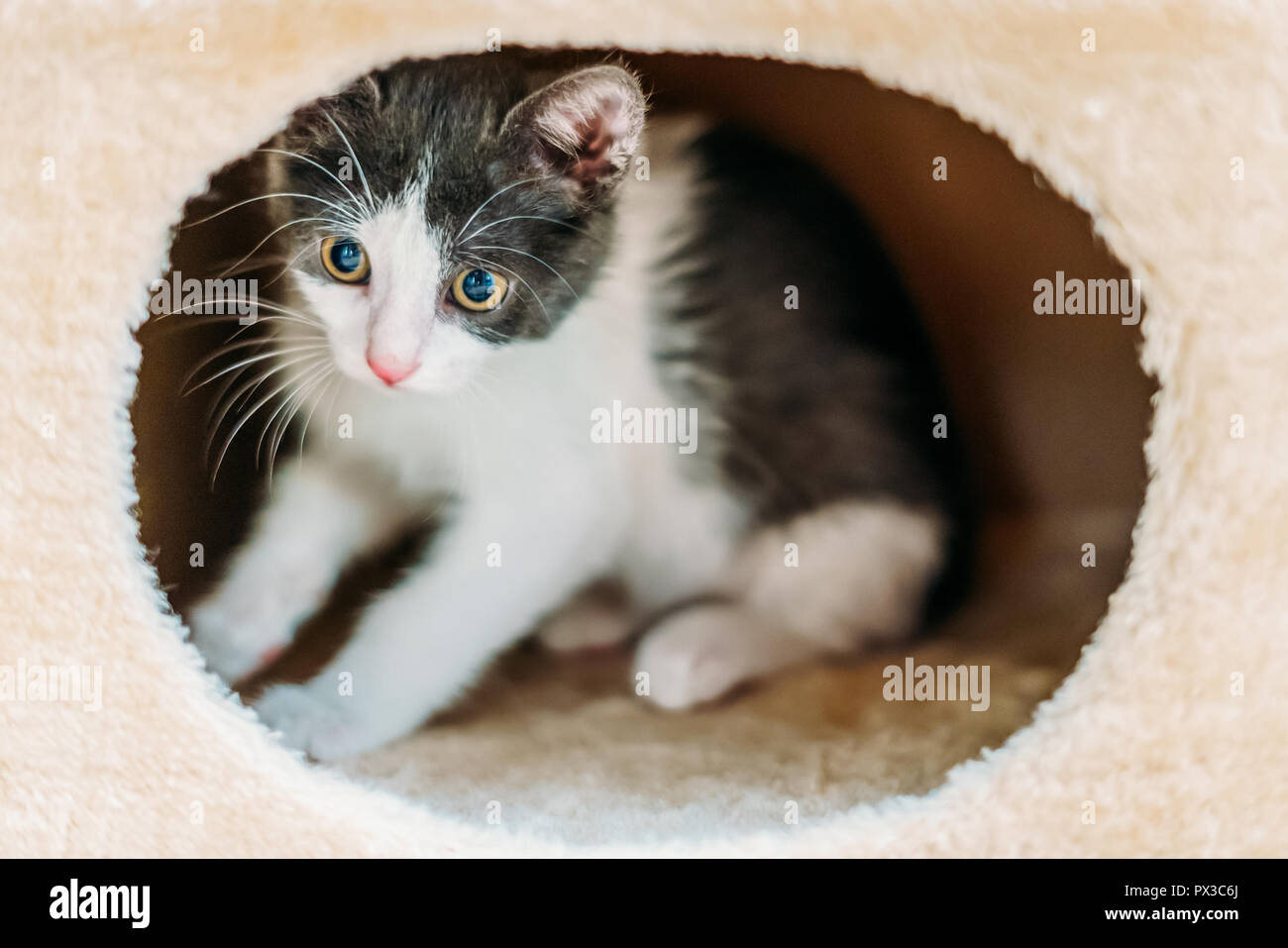 Cute Baby Cat Relaxing At Home Stock Photo