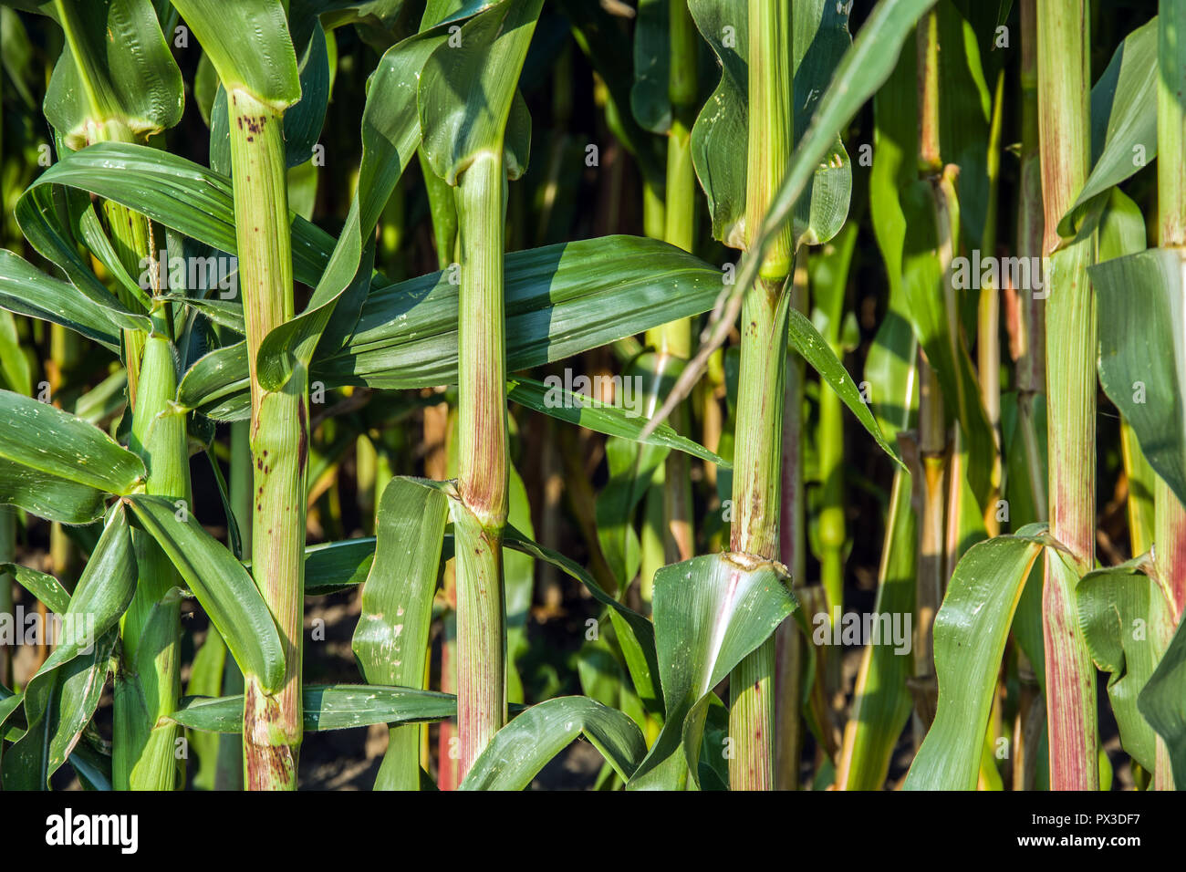Green stems hi-res stock photography and images - Alamy
