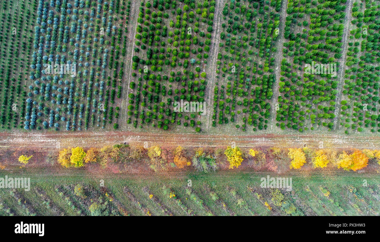 Tempelberg, Germany. 19th Oct, 2018. Rows of young coniferous and deciduous trees can be seen on a plantation in the Lürssen Forest Nursery. For more than 20 years, native trees and shrubs have been planted in the private forest tree nursery. Between 30-40 different species of shrubs and deciduous trees and about ten different species of conifers are reared here up to an age of one to three years. (Aerial photograph with drone) Credit: Patrick Pleul/dpa-Zentralbild/ZB/dpa/Alamy Live News Stock Photo
