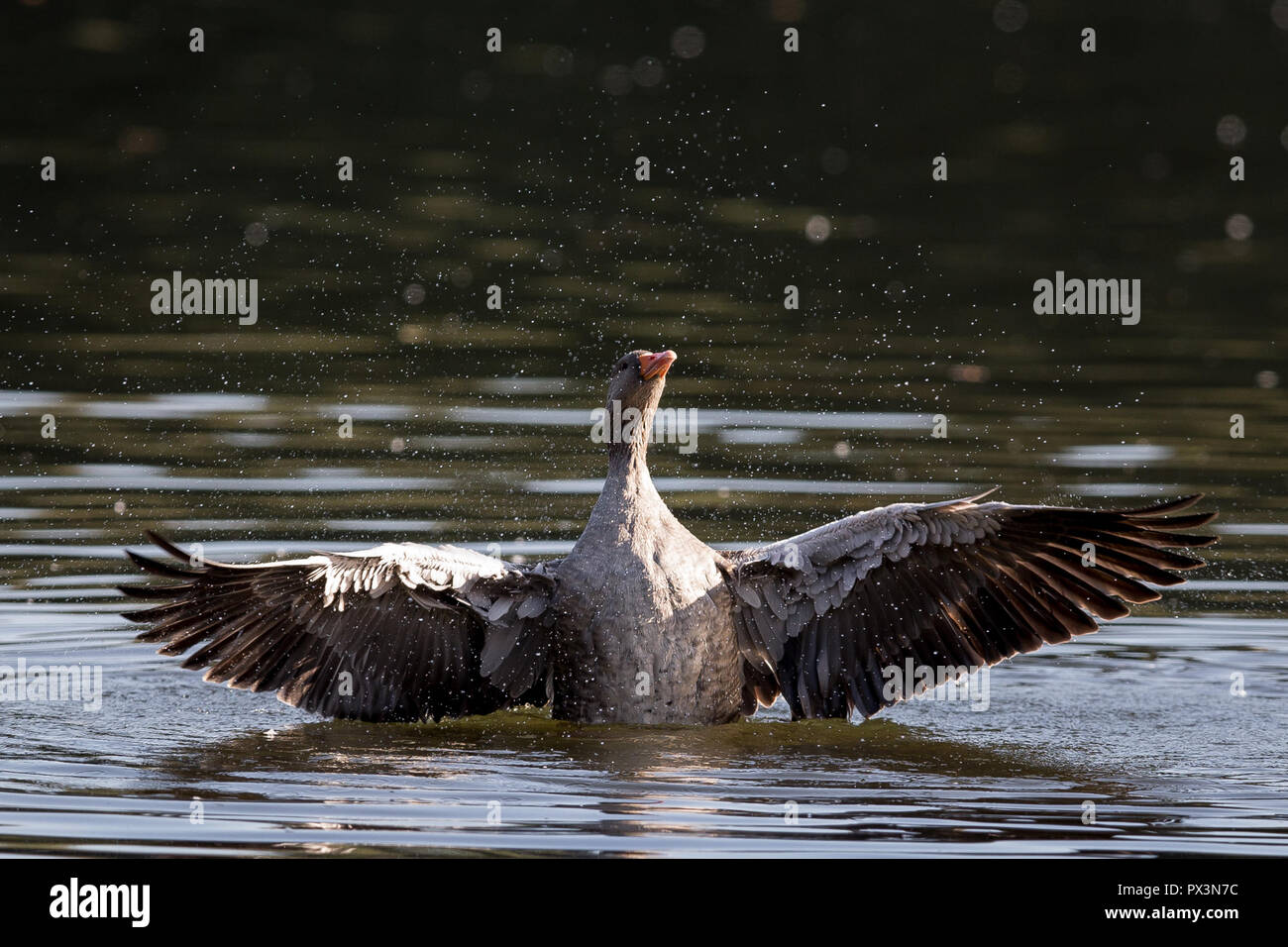 Clumber Park, Worksop, Nottinghamshire, UK. Friday 19th October 2018. A Greylag Goose shakes water off its wings at Clumber Park, Worksop, Nottinghamshire, UK. Credit: UK Sports Agency/Alamy Live News Stock Photo