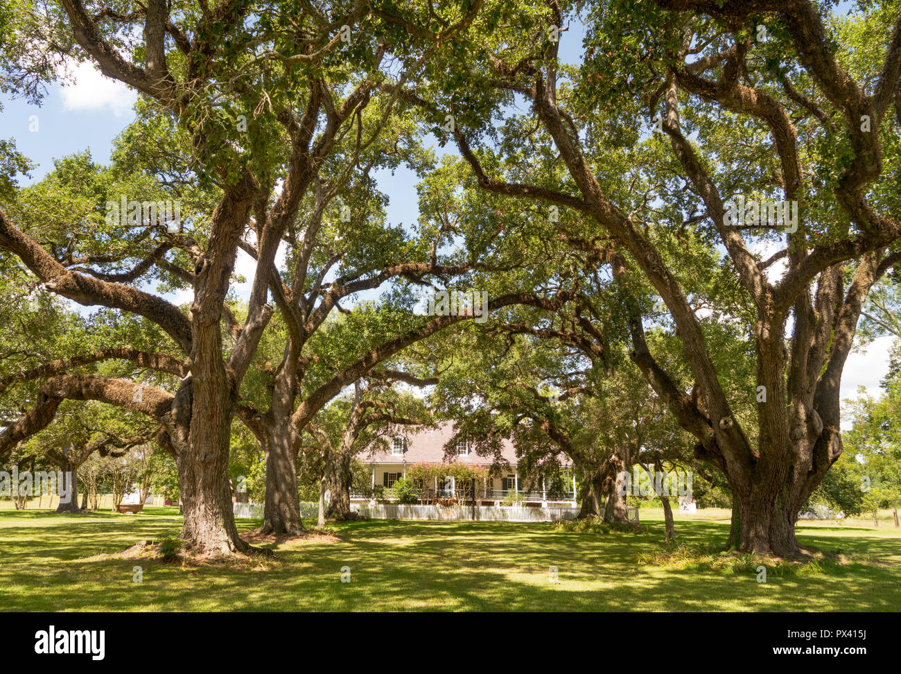 Large Oak Trees provide a canopy of shade protecting the landscape from