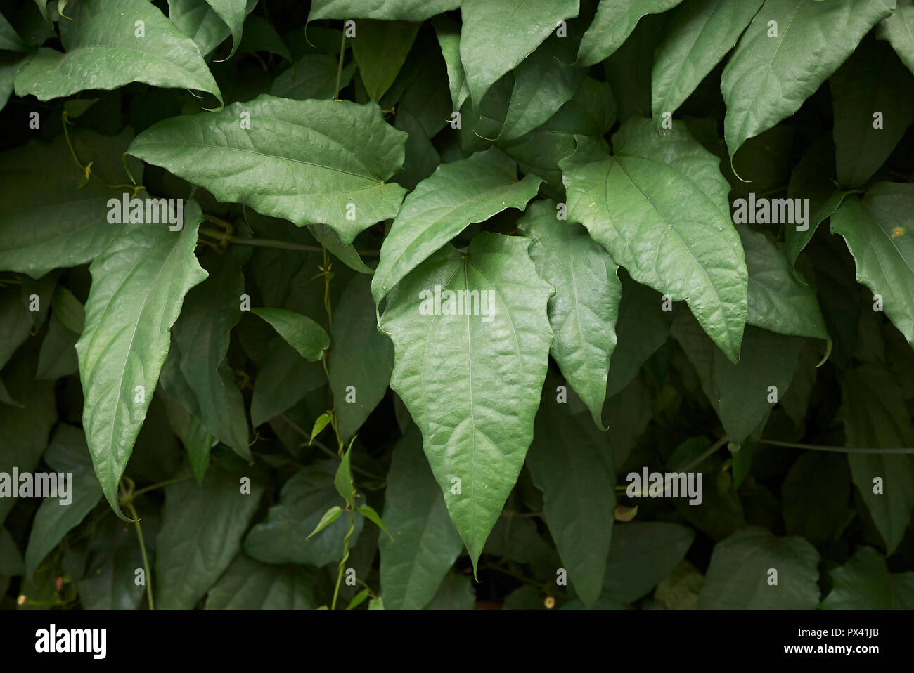 Thunbergia laurifolia leaves and flowers Stock Photo