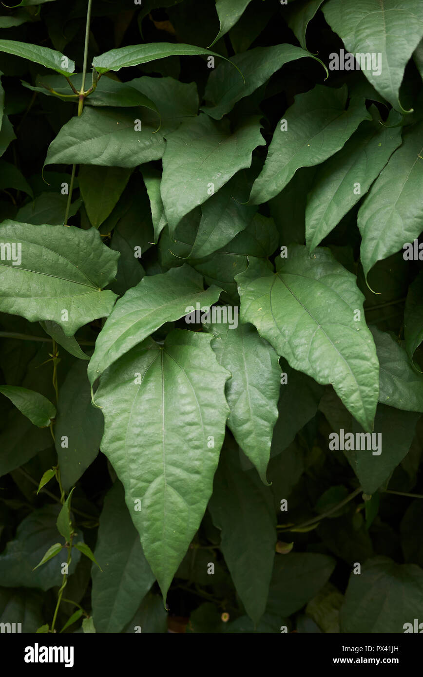 Thunbergia laurifolia leaves and flowers Stock Photo