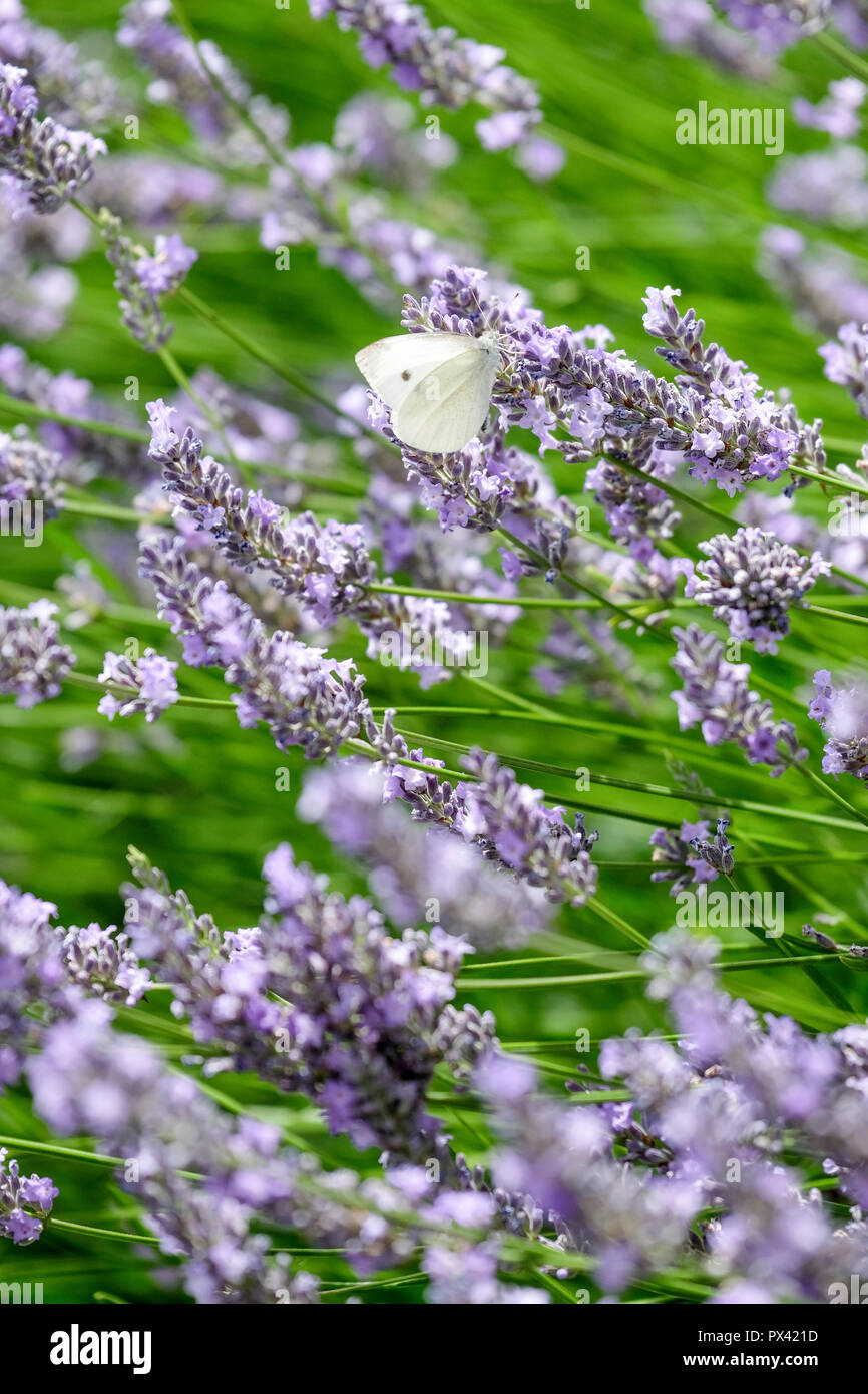a Cabbage White butterfly settling on a Lavender bloom Stock Photo