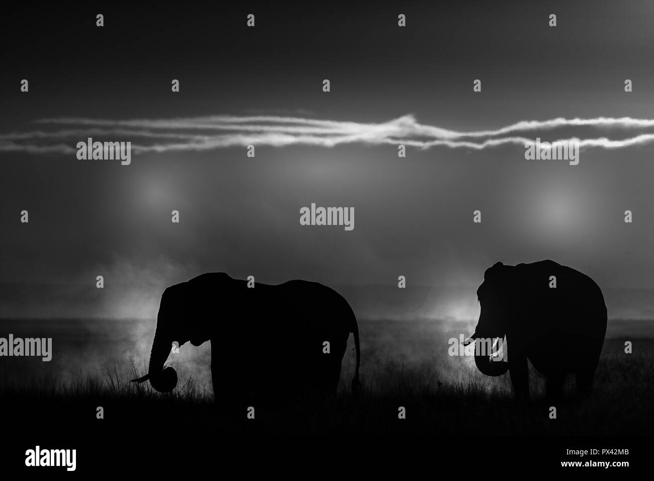 This image of Elephant walking is taken at Amboseli National Park in