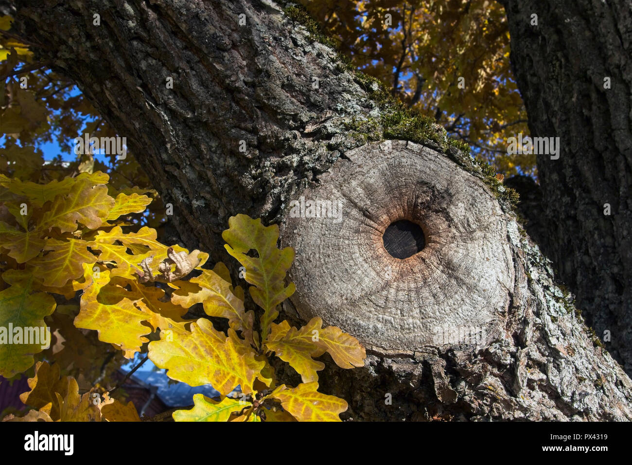 old oak tree branch Stock Photo Alamy