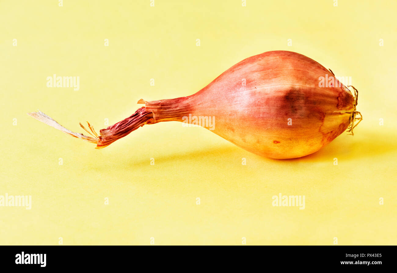 One  unpeeled bulb of shallot  on a yellow background ,a small bulb copper color ,vibrant colors , studio shot ,front view , Stock Photo