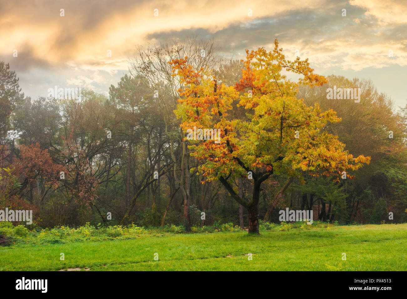 oak tree in yellow foliage on the grassy meadow. autumn nature scenery in the city park Stock Photo