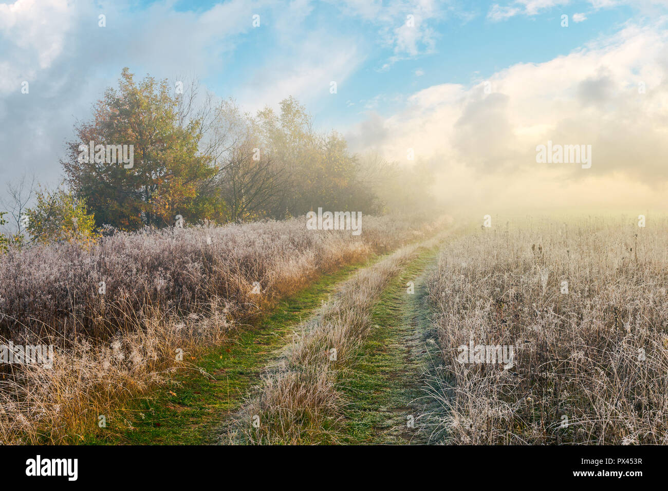 country road uphill through meadow with frozen grass. distant trees in fog. amazing sunny morning weather Stock Photo
