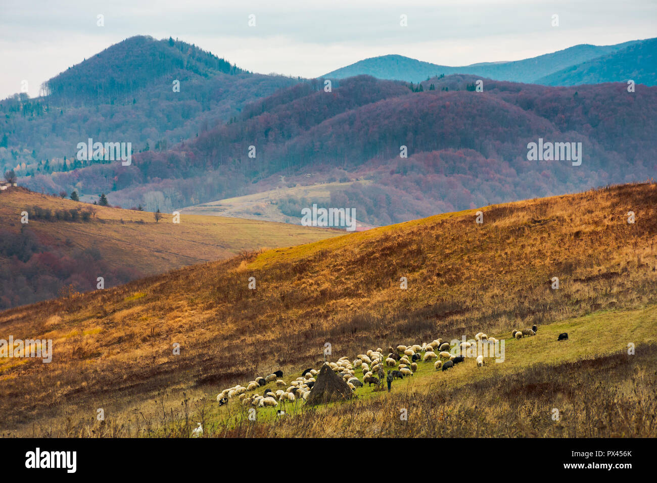 mountainous countryside in deep autumn. almost leafless forest in haze in the distance. herd of sheep on the nearest meadow Stock Photo