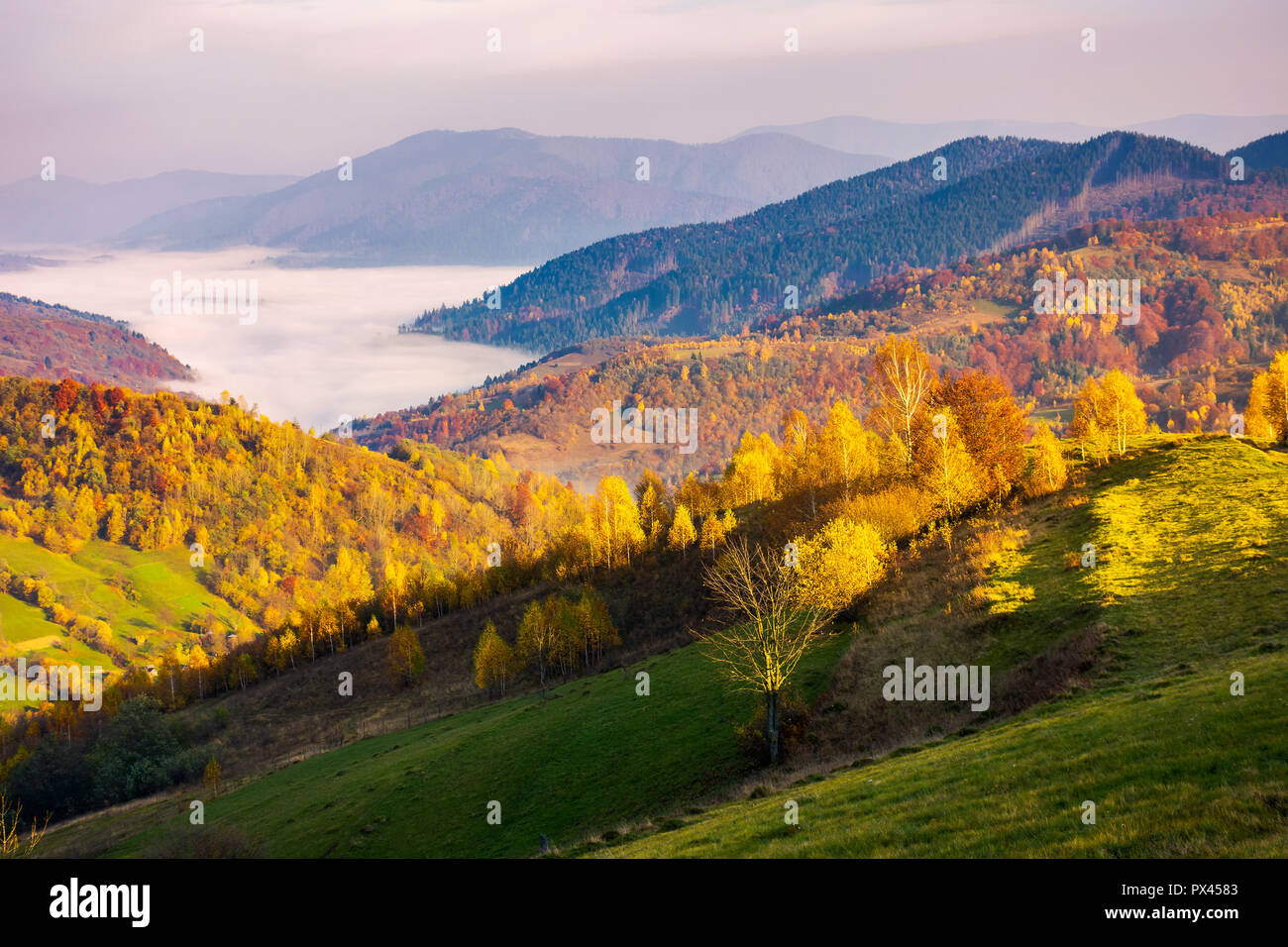 beautiful autumn countryside. trees in yellow foliage. cloud inversion in the distant valley Stock Photo