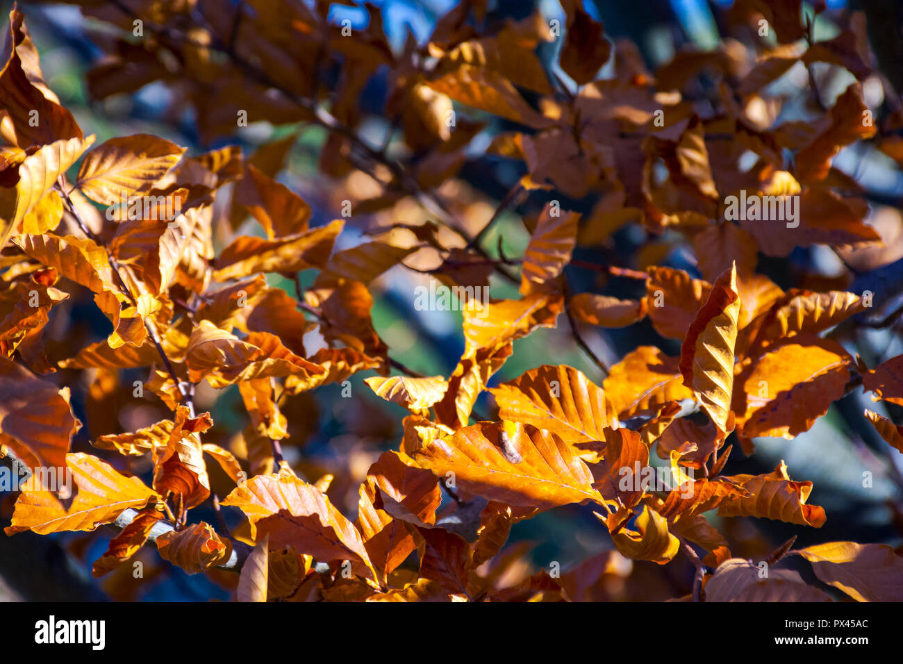 weathered brown foliage on the branches in sunlight. lovely autumn background Stock Photo