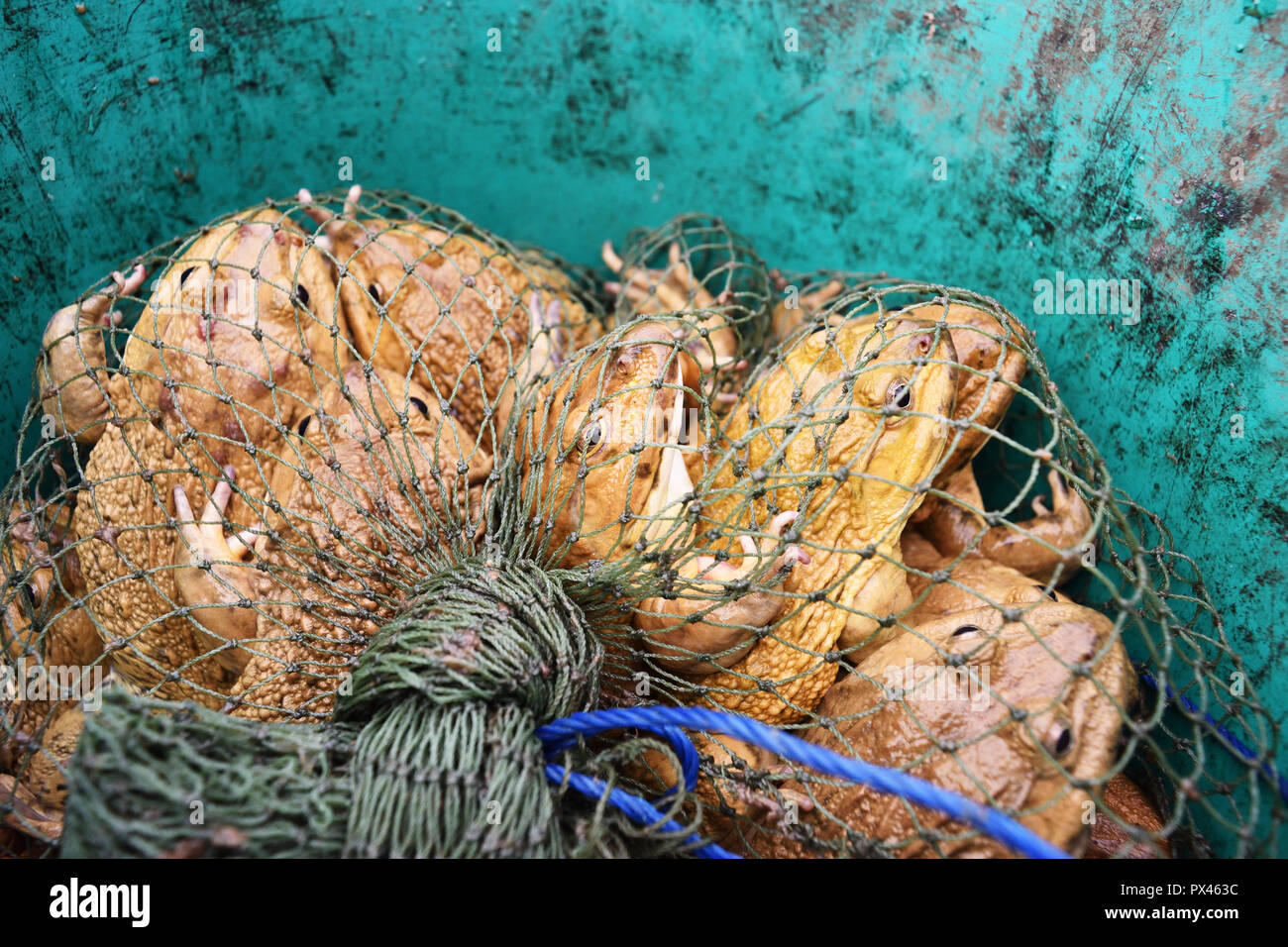 Group of frogs in fishing net and green background, Yellow frog for sale to consumers at market, Exotic food and good meat from amphibians in Thailand Stock Photo