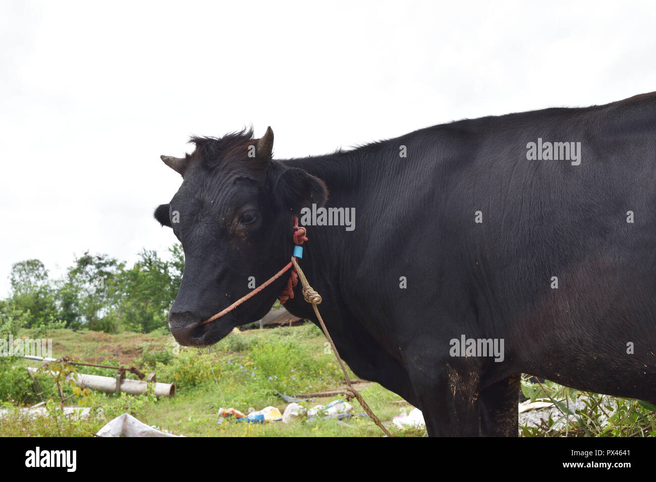 Dark brown cow chewing leaves with natural green background , Fly moving around the calf eyes , Pass a rope through the nose of ox Stock Photo