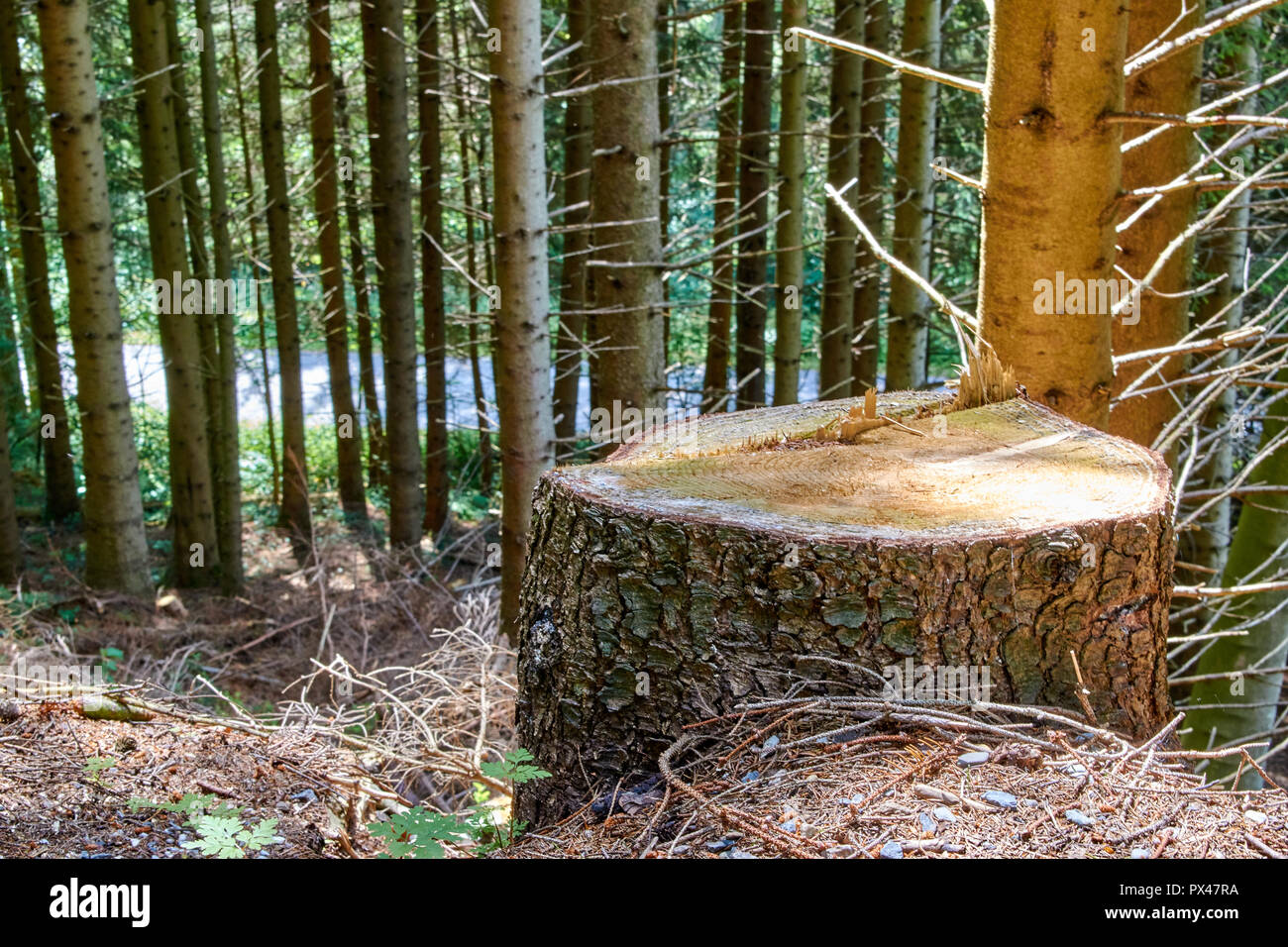 treestump in a mountain forest Stock Photo