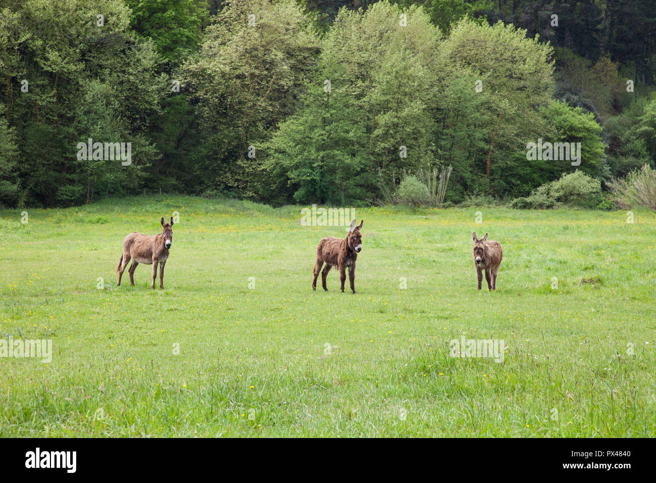 Three donkeys hi-res stock photography and images - Alamy