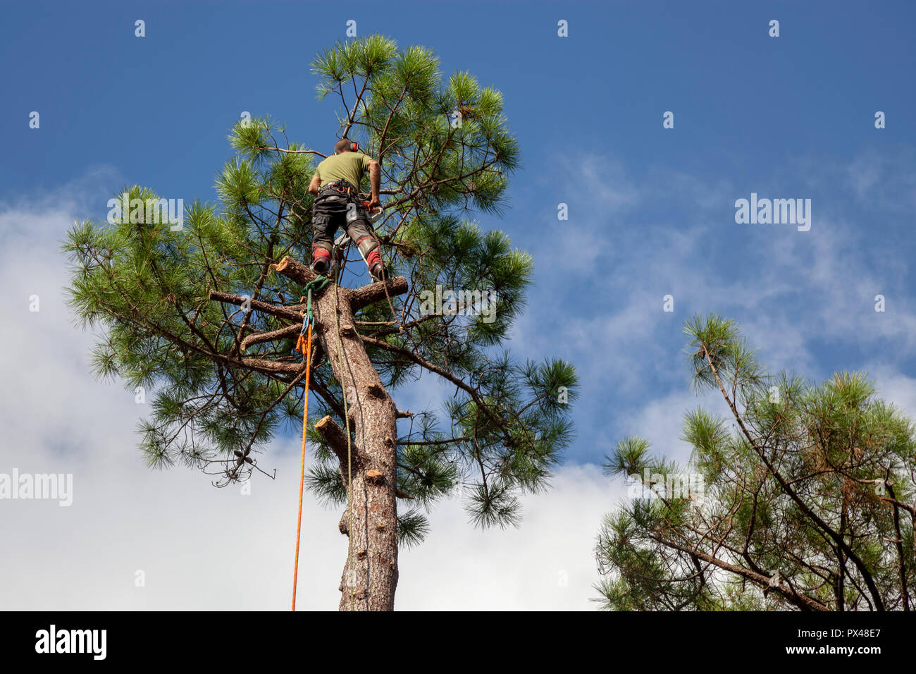 Professional woodcutter into action near a house. The felling of high pine trees necessitates the cutting down of their boles from the top downwards. Stock Photo