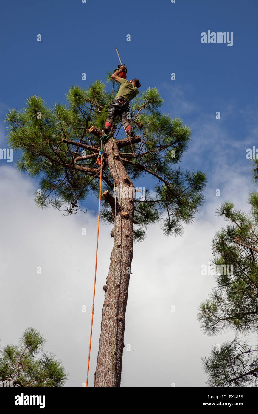 Professional woodcutter into action near a house. The felling of high pine trees necessitates