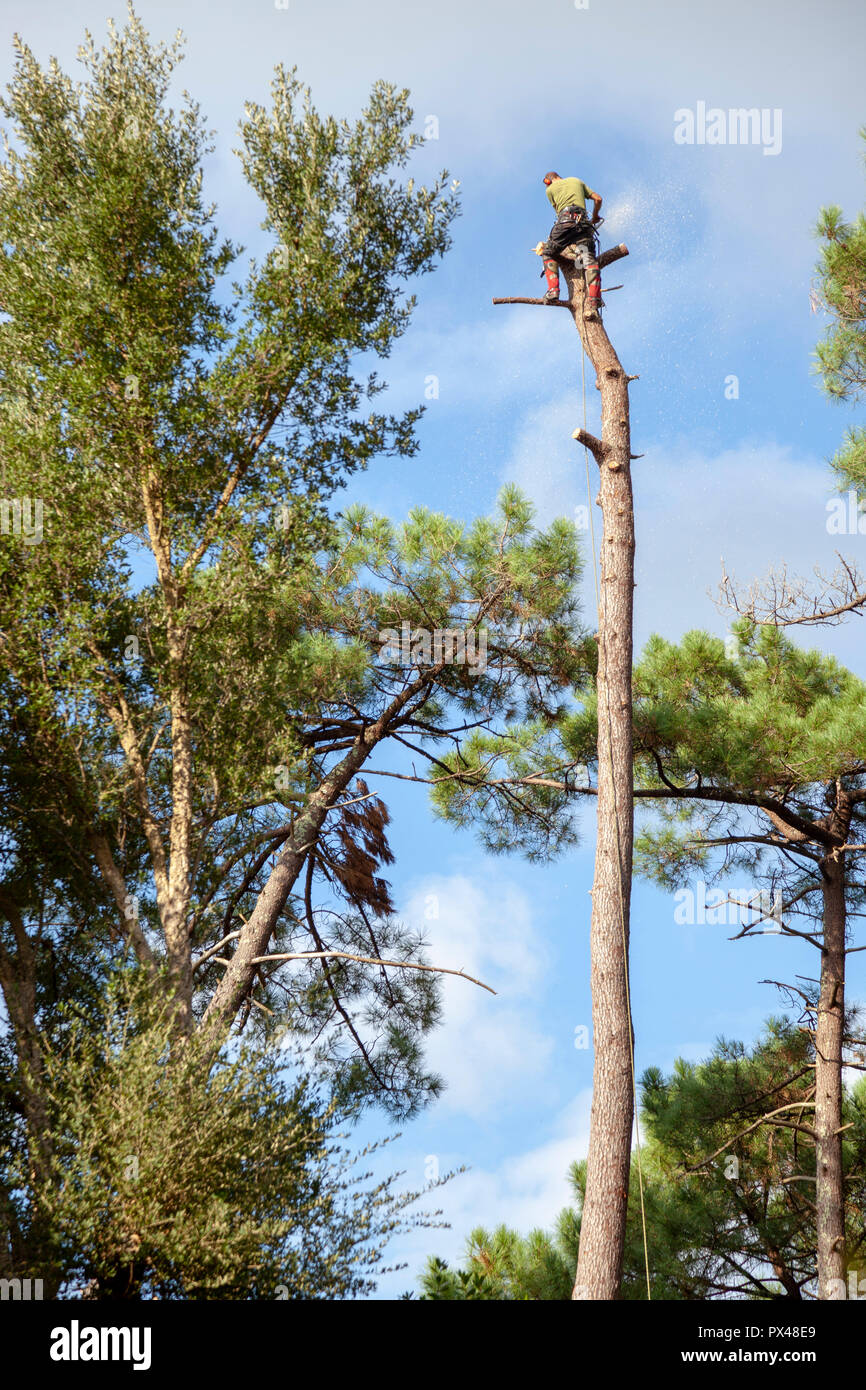 Professional woodcutter into action near a house. The felling of high pine trees necessitates the cutting down of their boles from the top downwards. Stock Photo