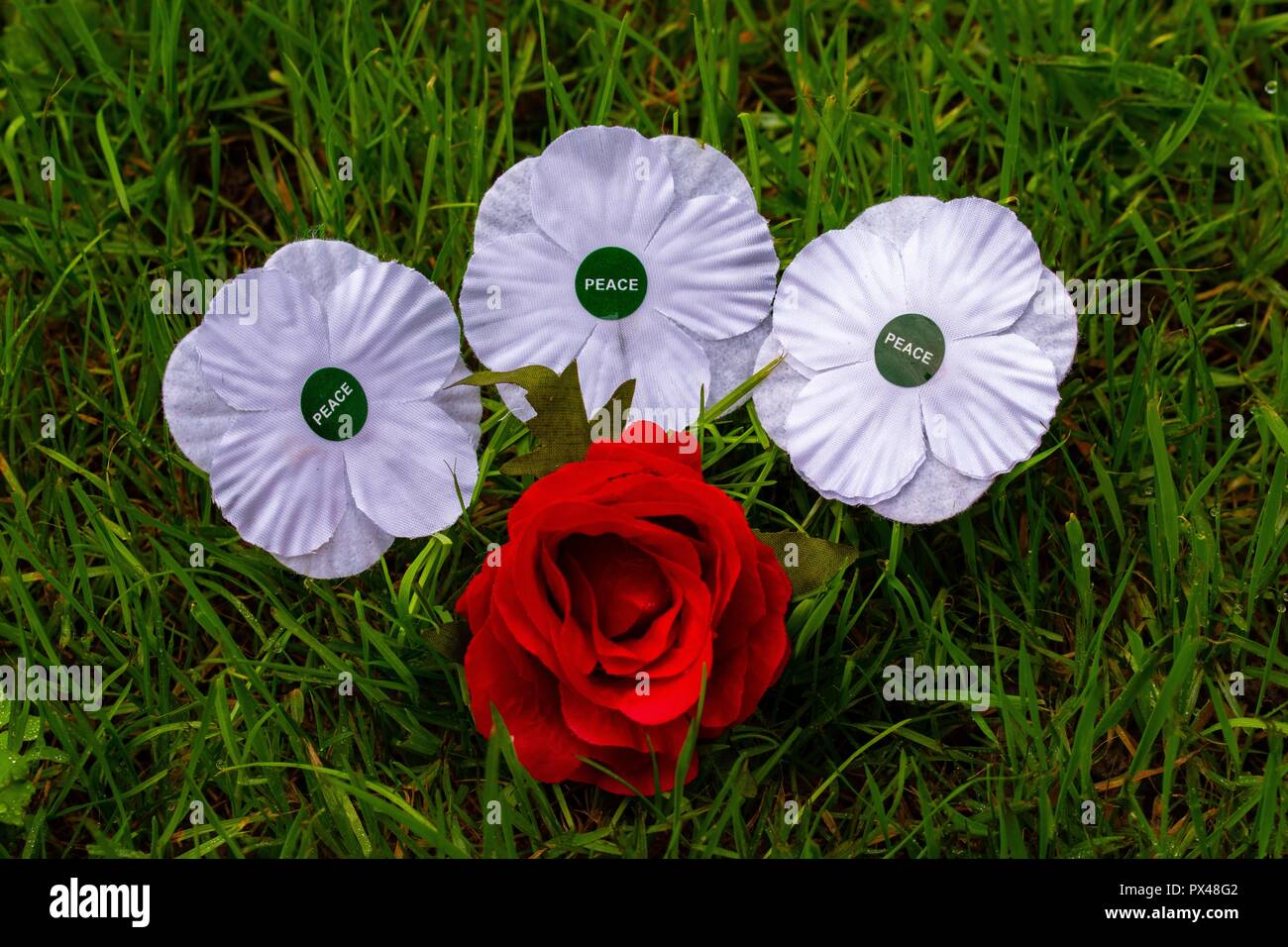 White Poppy Peace High Resolution Stock Photography and Images - Alamy