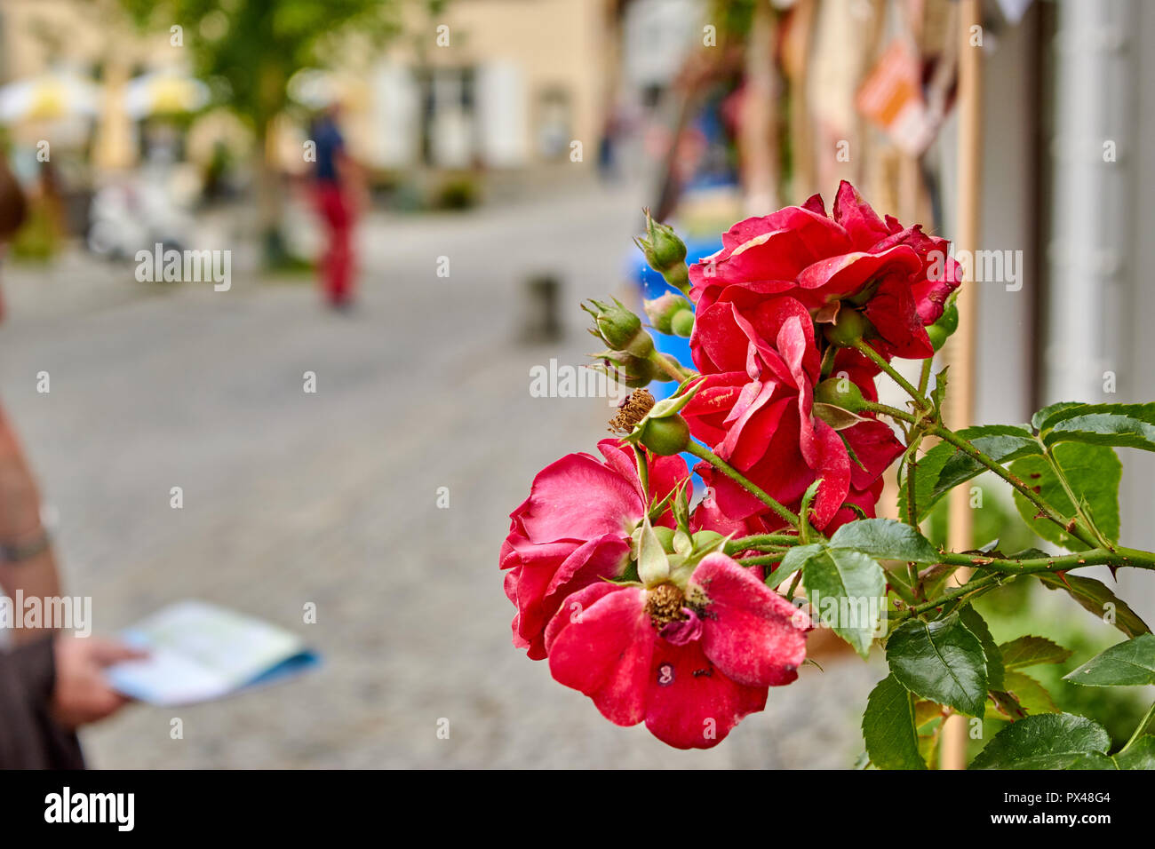streetview in Lindau (Vorarlberg) with a flower in the foreground and a tourist holding a map in the background Stock Photo
