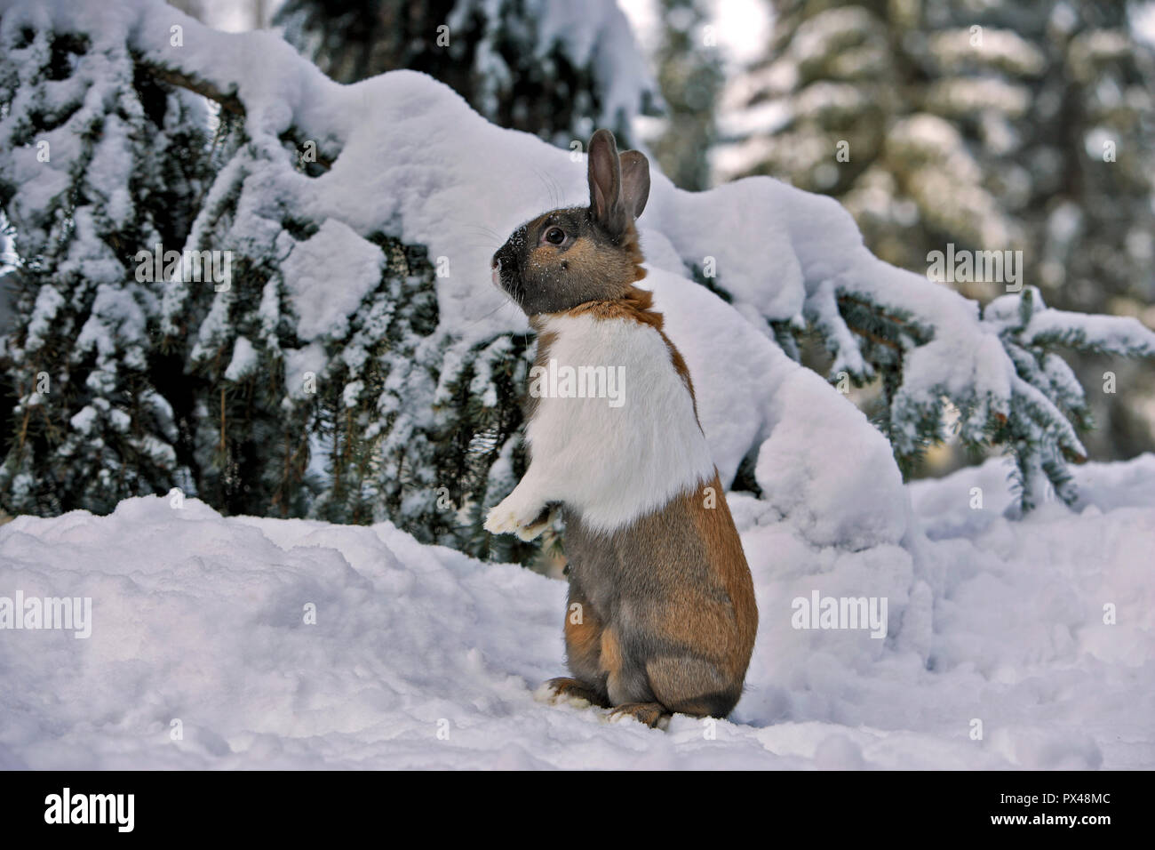 Domestic mammals hi-res stock photography and images - Alamy
