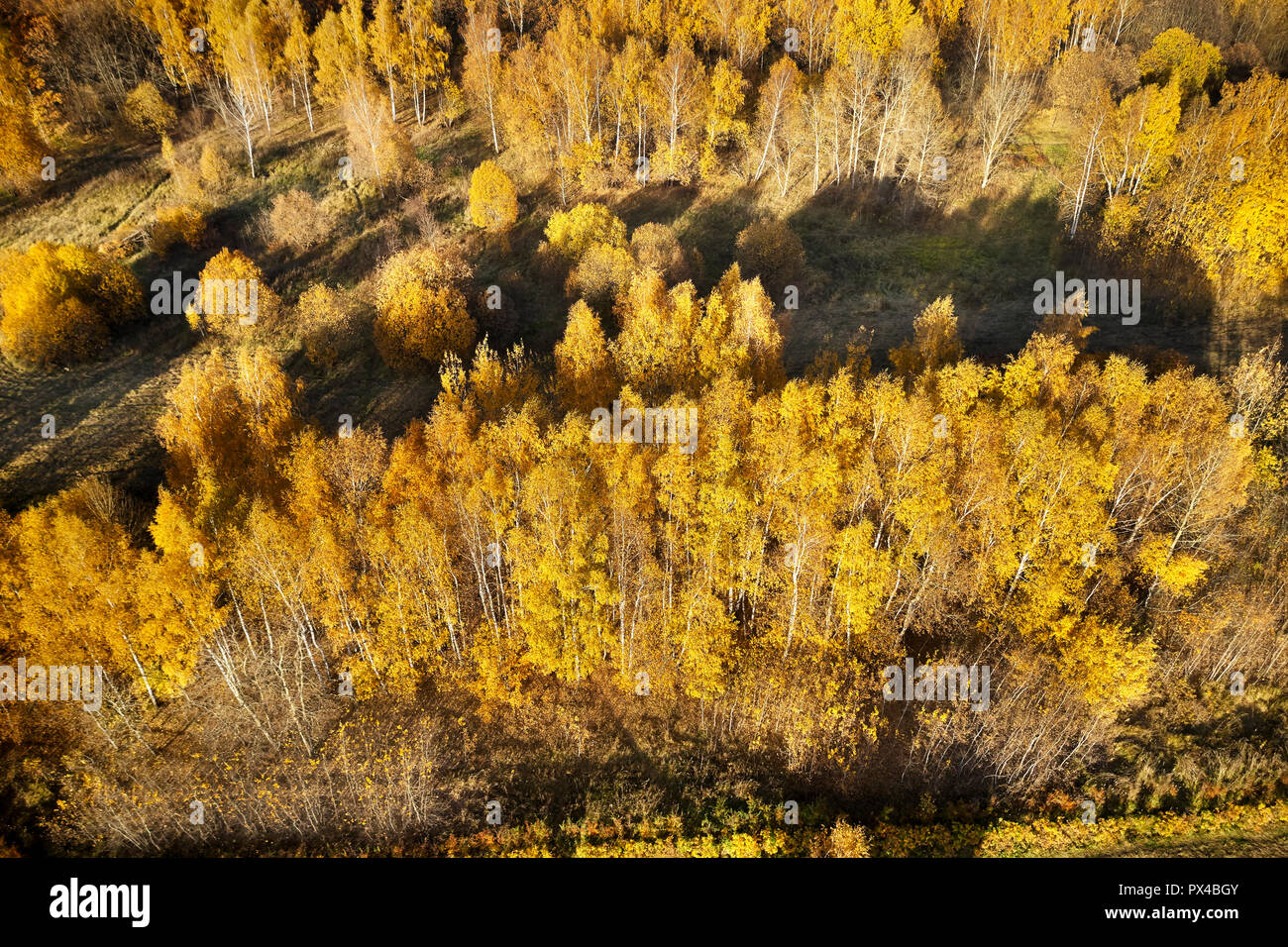 Aerial view of trees in golden autumn colors. Bitsevski Park (Bitsa Park), Moscow, Russia. Stock Photo