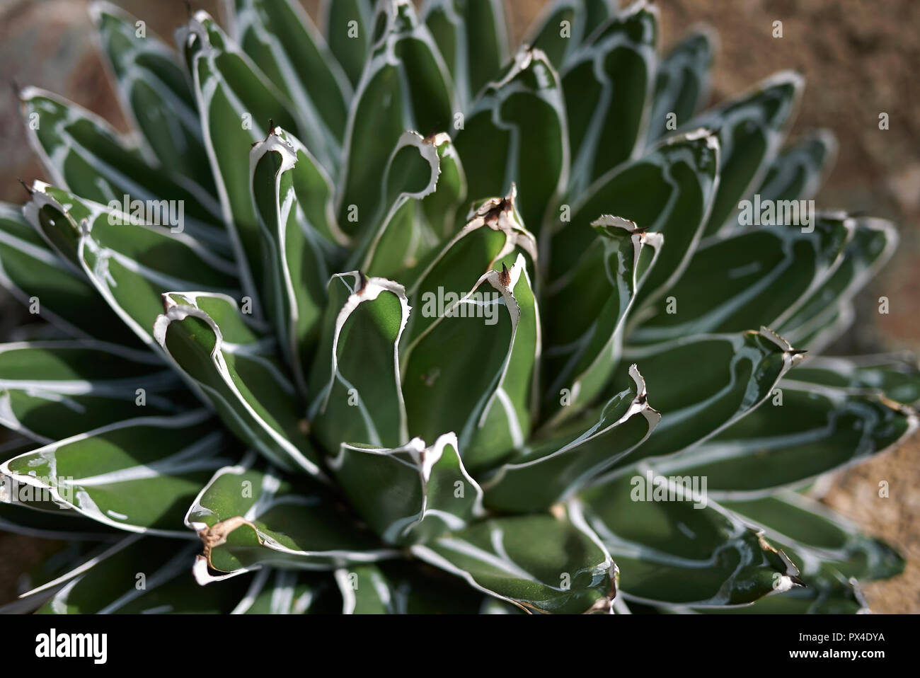 Agave victoriae-reginae close up Stock Photo